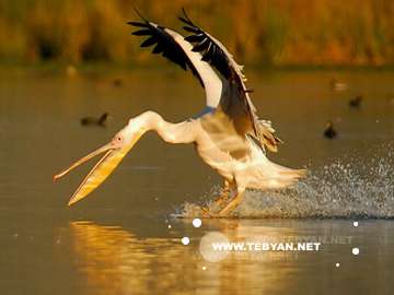 گالري عکس پرندگان